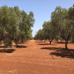 Villa Riserva Torre Guaceto SERRANOVA Puglia